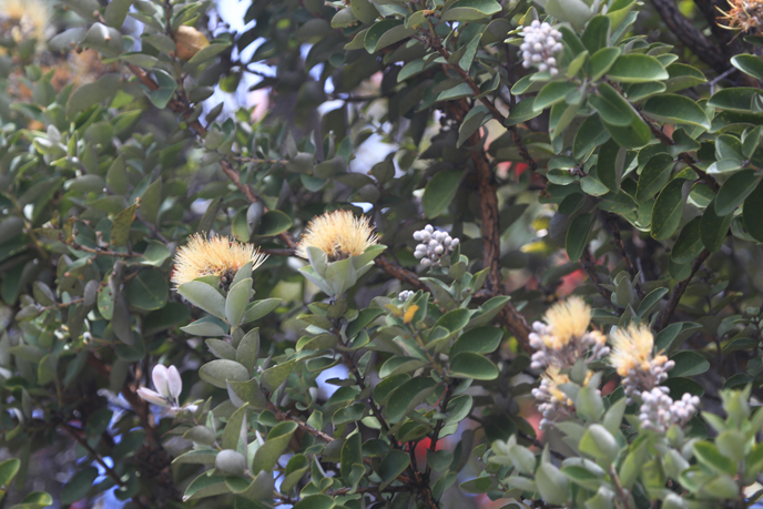 Yellow ‘ōhi‘a lehua in bloom