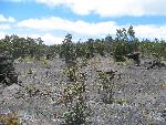 Family of Lava Trees
