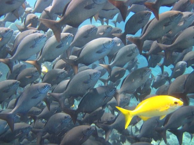 School of fish School of fish