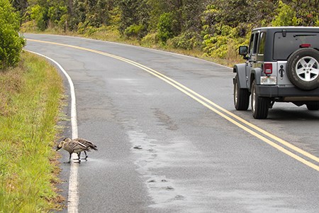 Nēnē alongside a road as a Jeep passes by safely