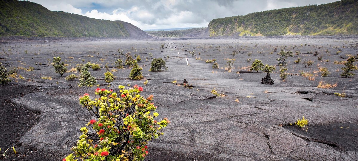 Floor of a volcanic crater with small ohia trees with red flowers