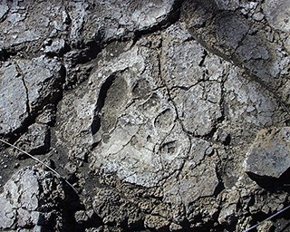 A footprint in volcanic ash