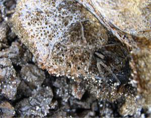 A reticulite-loving spider