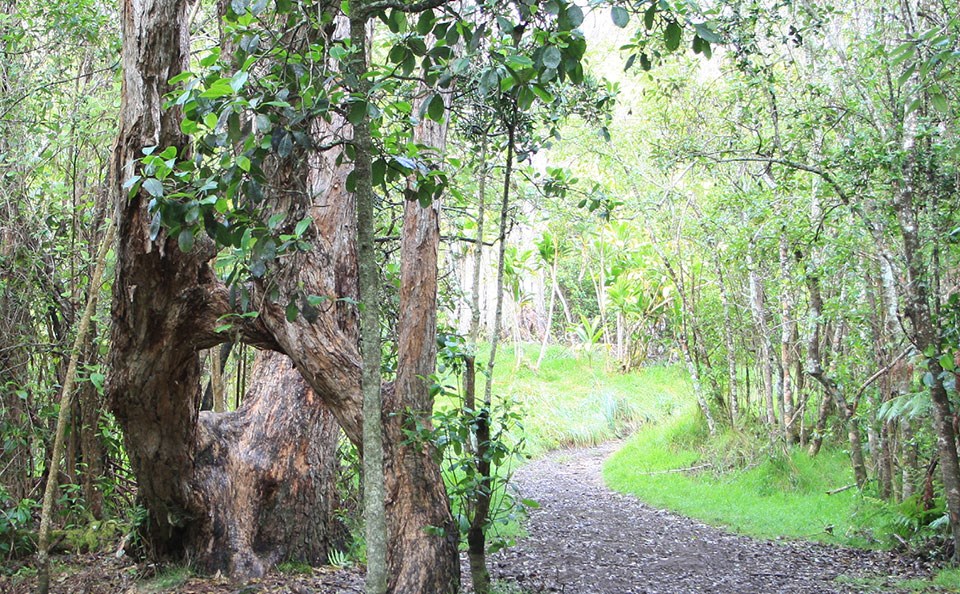 Kīpukapuaulu Trail Kīpukapuaulu Trail