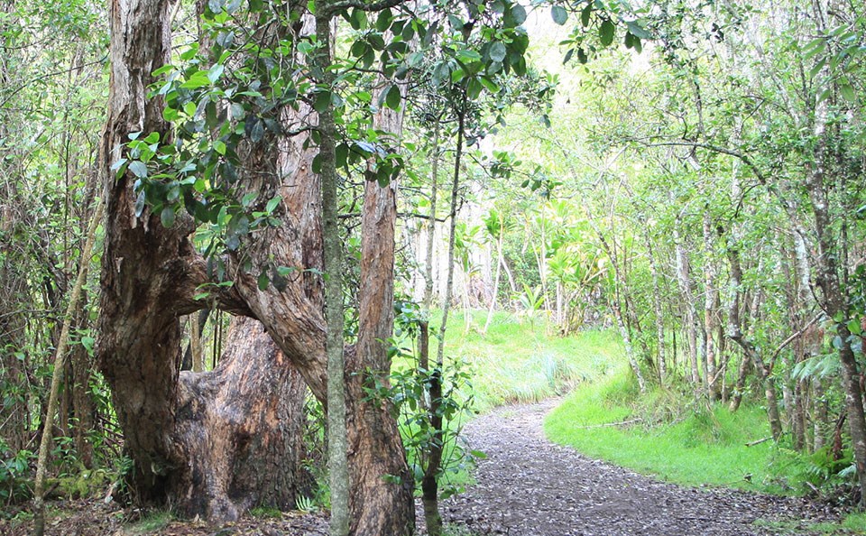 Kīpukapuaulu Trail