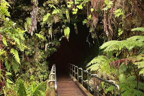 Vegetation-covered entrance of a cave