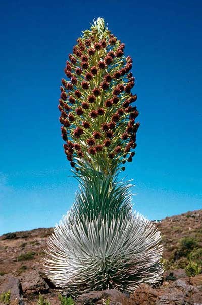 Silversword