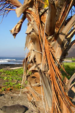 Coconut or niu are often found in sandy seaside areas such as Halape.