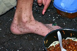 Ants swarming all over Jay's foot.
