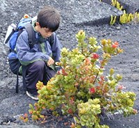 Zane stops to look at ohelo berries along the trail