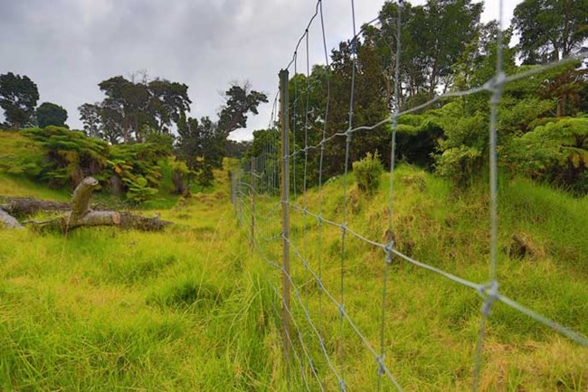 fence around native plants