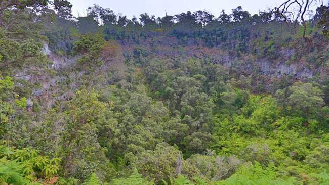 Forested pit crater