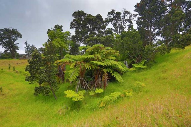 Hapu‘u here stand tall next to the ‘ōhi‘a trees