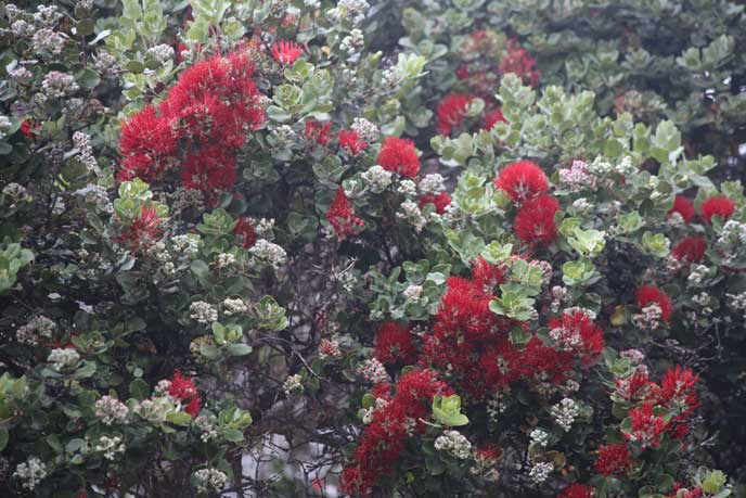 An abundance of ‘ōhi‘a trees