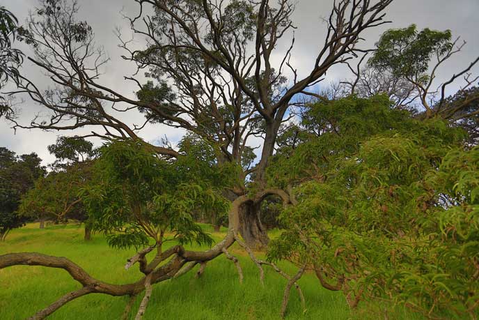 This koa tree is like an octopus!