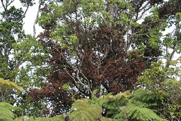 ‘Ōhi‘a tree infected with Rapid ‘Ōhi‘a Death fungus