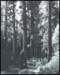 Big Tree Area of Generals Highway, Sequoia National Park.