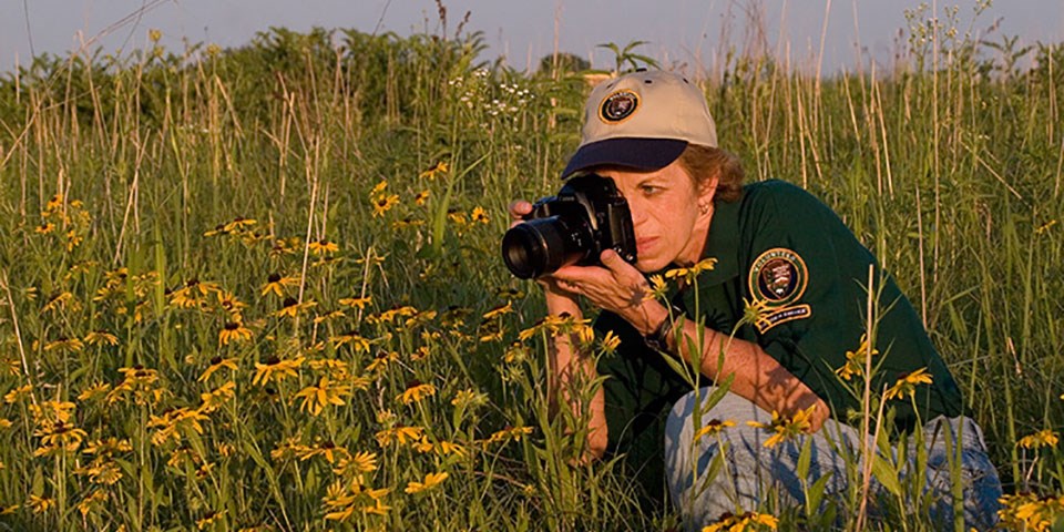 Artist-in-Residence Linda Staats A woman in a uniform shirt and hat photographing yellow flowers in the prairie.