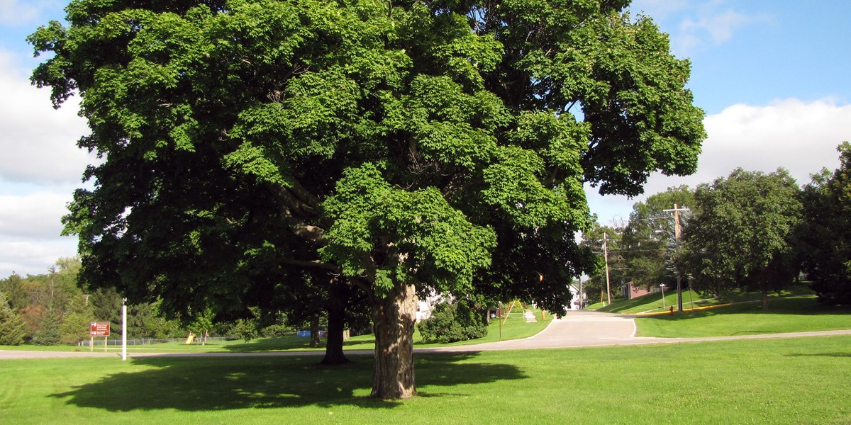A lone maple tree shades a grassy vacant lot. A lone maple tree shades a grassy vacant lot.