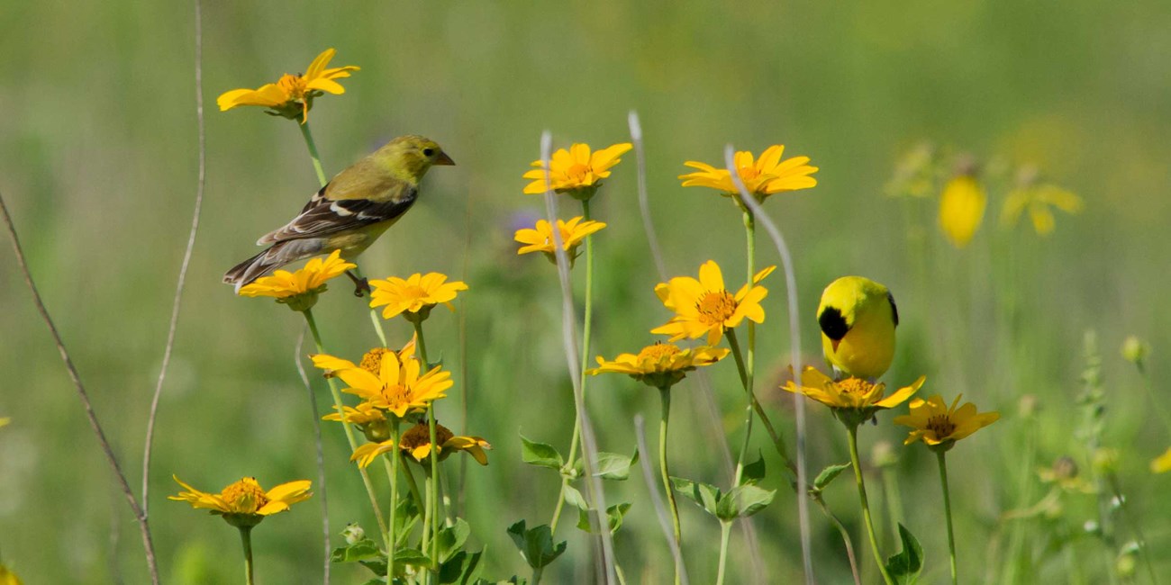 A pair of black and yellow song birds perch on yellow prairie flowers.