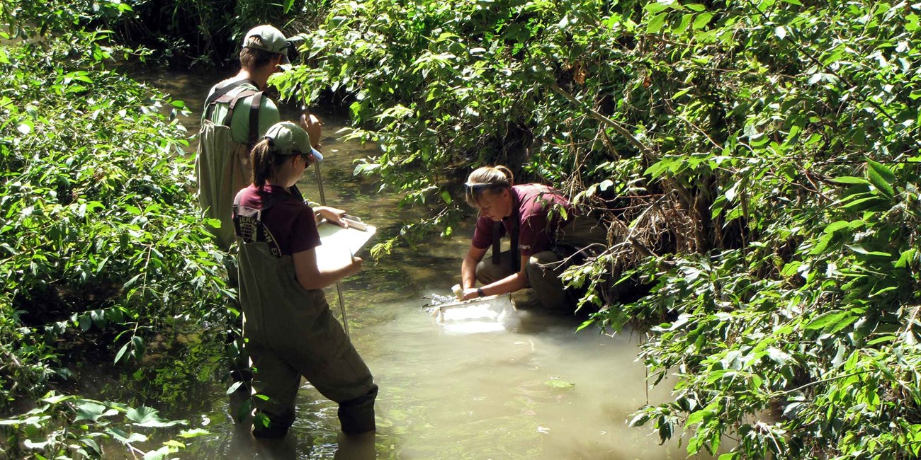 Three scientists wade in a shallow creek with equipment for sampling aquatic invertebrates.