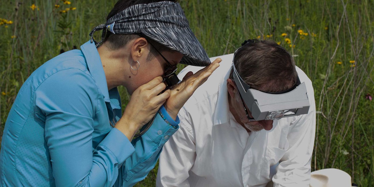 A woman and man examine inspect specimens with optical aids in a tallgrass prairie.