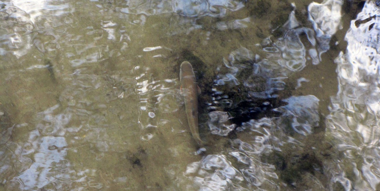 A foot-long fish with reddish fins spotted in a shallow creek from above.
