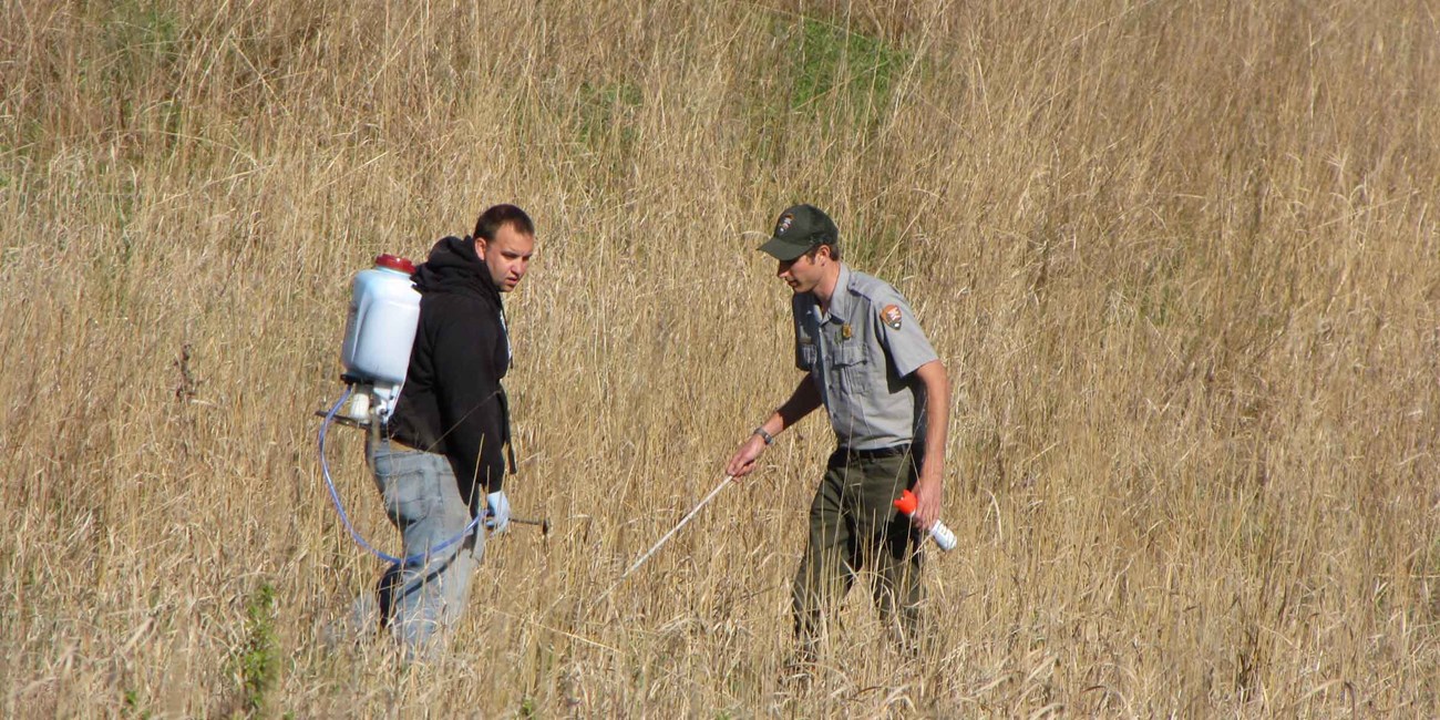 Two men walk through a grassland with spraying equipment.