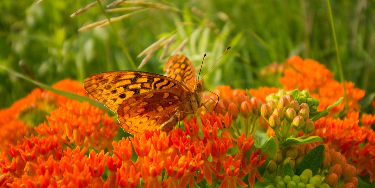Fritillary On Milkweed A black patterned orange butterfly feeds on a bright orange cluster of flowers.