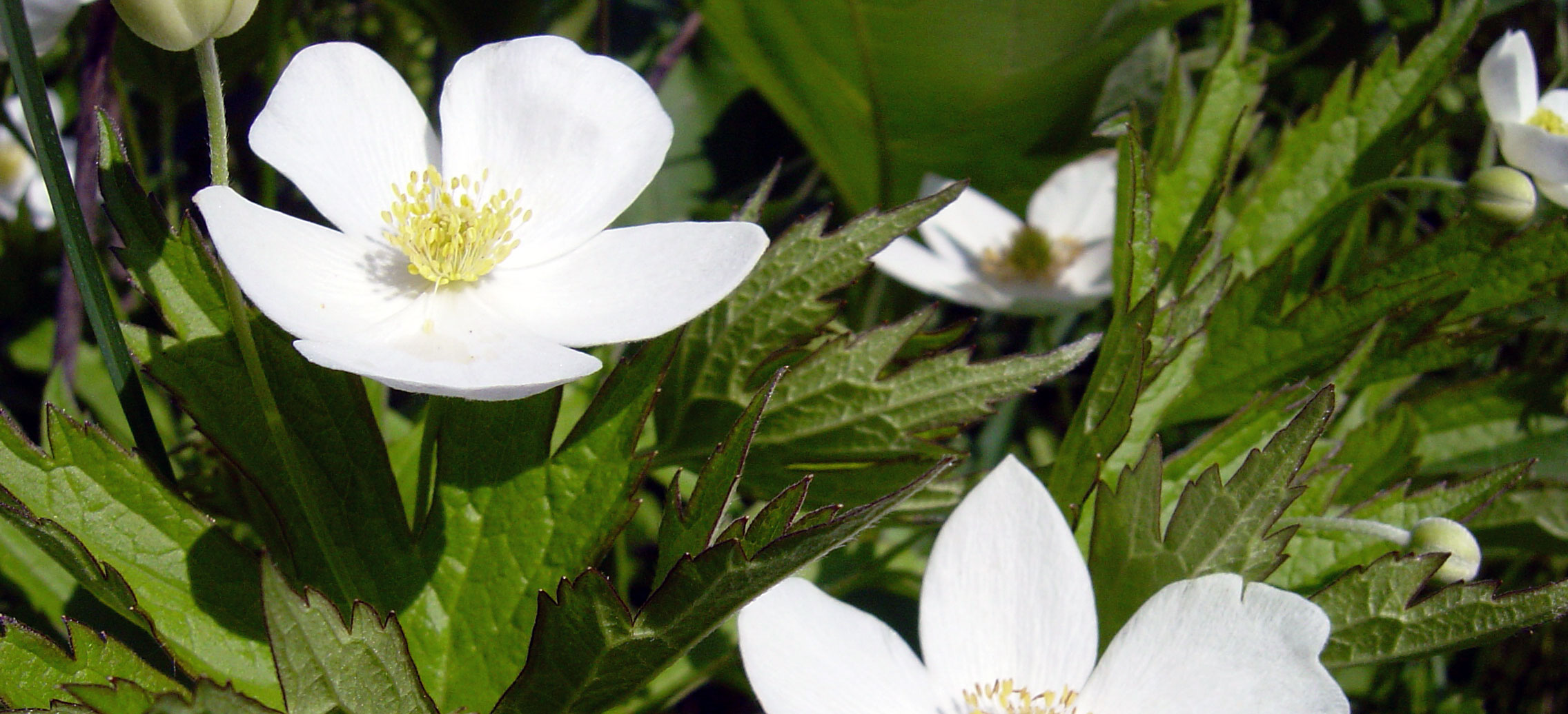 White five-petaled flowers in bloom contrast with their dark green leaves. White five-petaled flowers in bloom contrast with their dark green leaves.