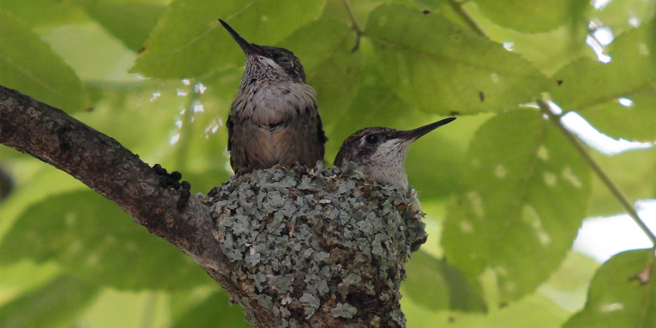 Two hummingbirds perch on their nest in the greenery of a tree.