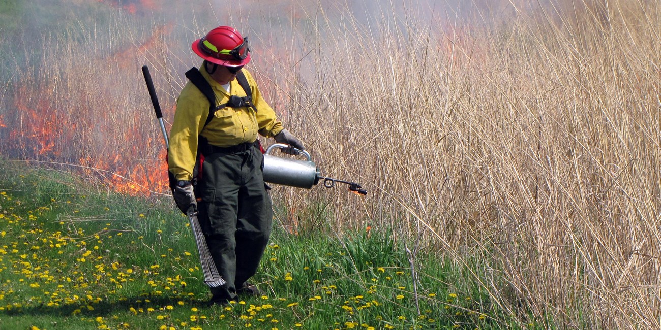 A firefighter walks along a prairie trail lighting dry grasses on fire.