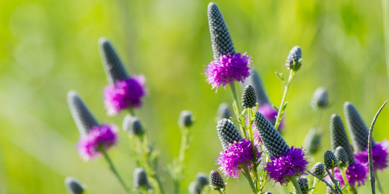 Bright purple petals wreath a spike-shaped flower head.