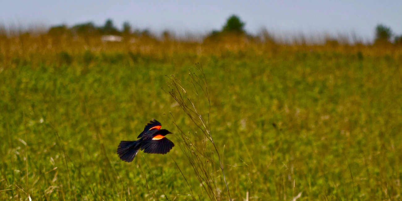 Red-winged blackbird A black bird with red and yellow on its wings flies across and brown and green field.