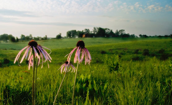 Pale purple coneflowers at dawn on the tallgrass prairie.