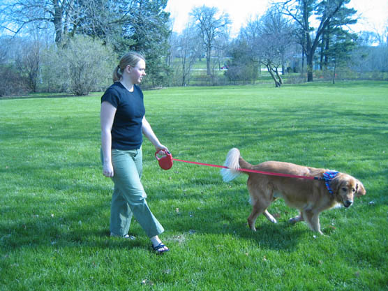 Woman walking a golden retriever on a leash.