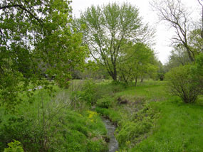 Hoover Creek in Spring
