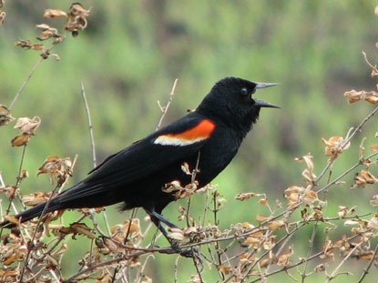 A male red-winged blackbird sings.