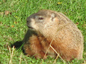 A fat groundhog in the grass.