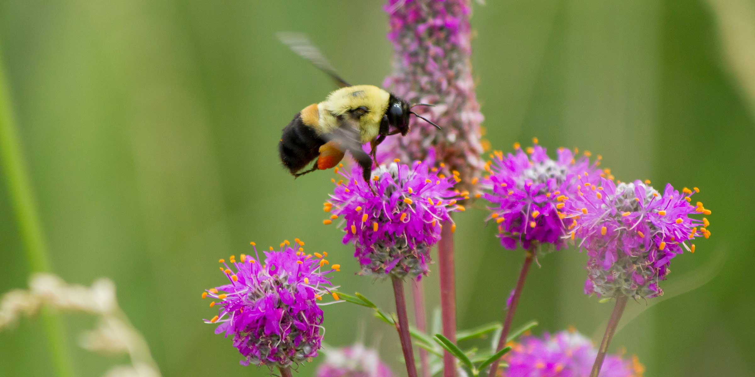 A bumblebee laden with pollen feeds on a purple clover flower.