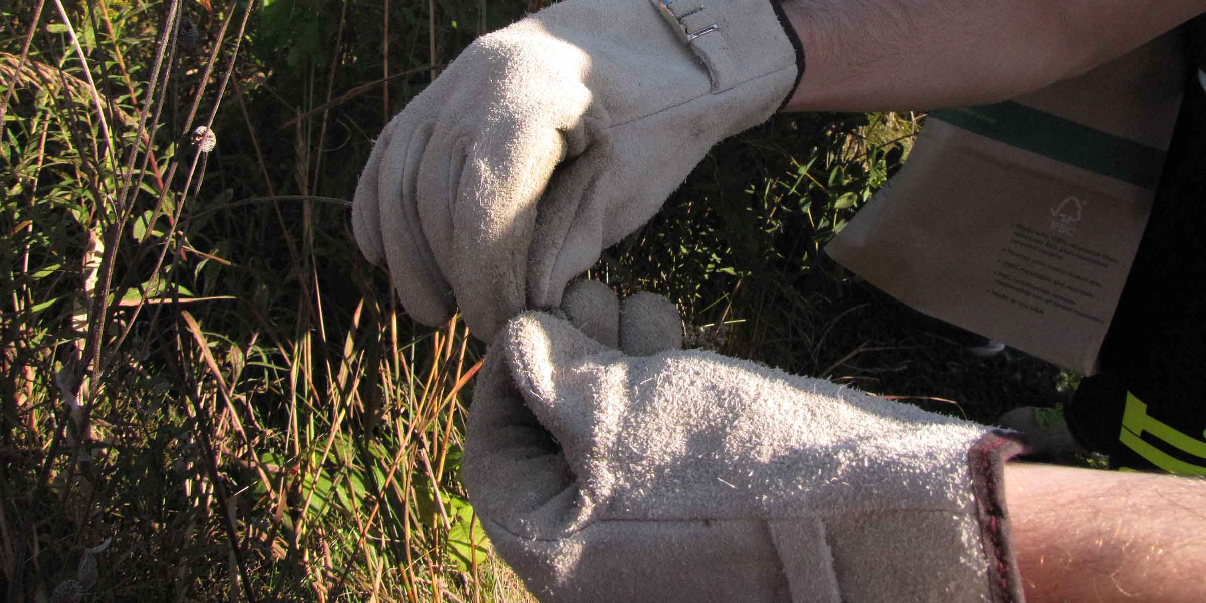 National Public Lands Day at Herbert Hoover NHS, 2015 A man's gloved hands pick seeds from a grassland.