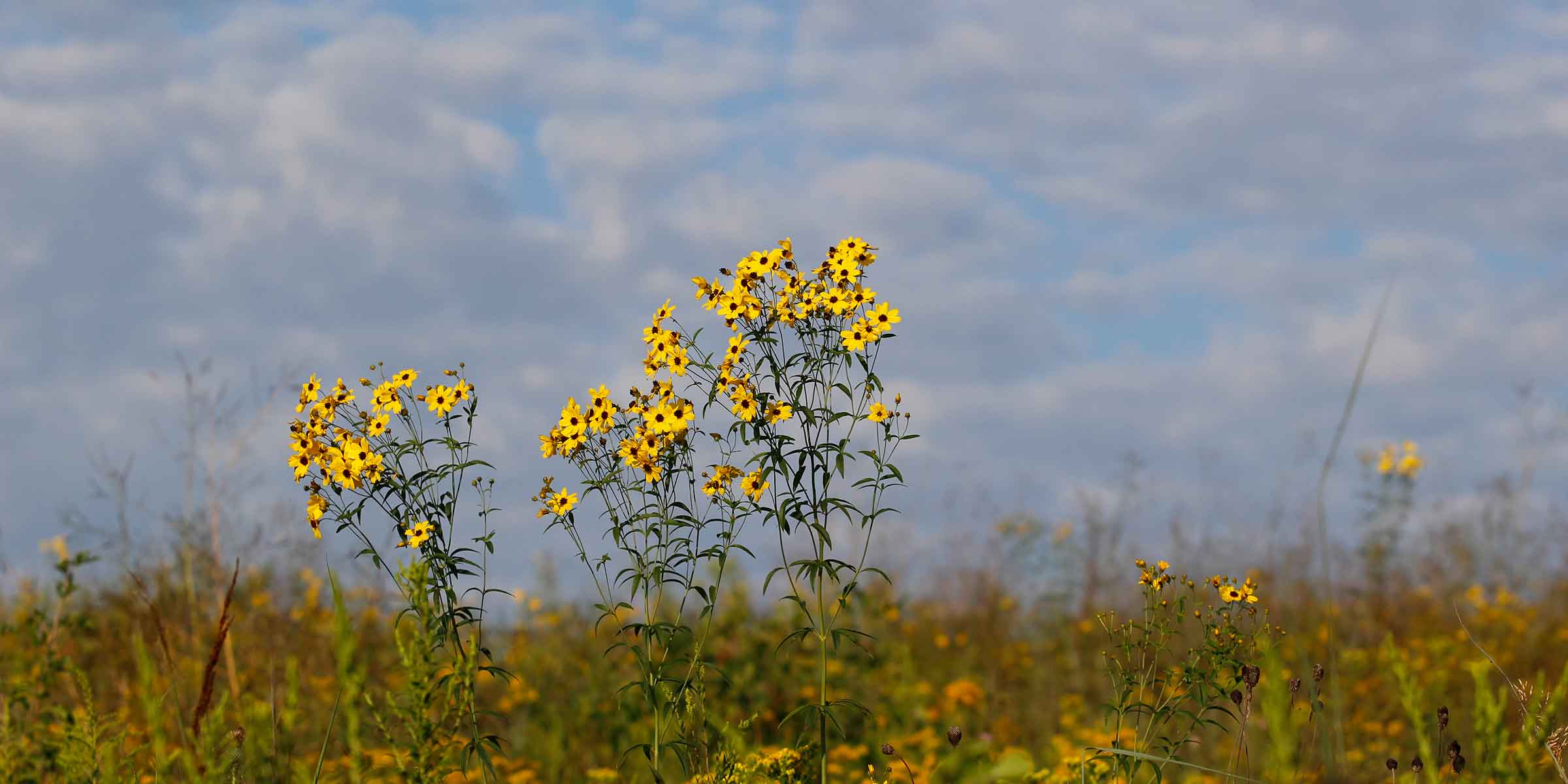 Clusters of daisy-like yellow flowers boom in a grassland.