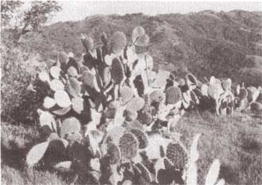 Spanishtown Site