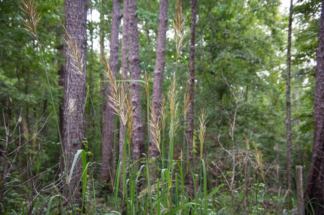 tall grass with tan feathery plumes