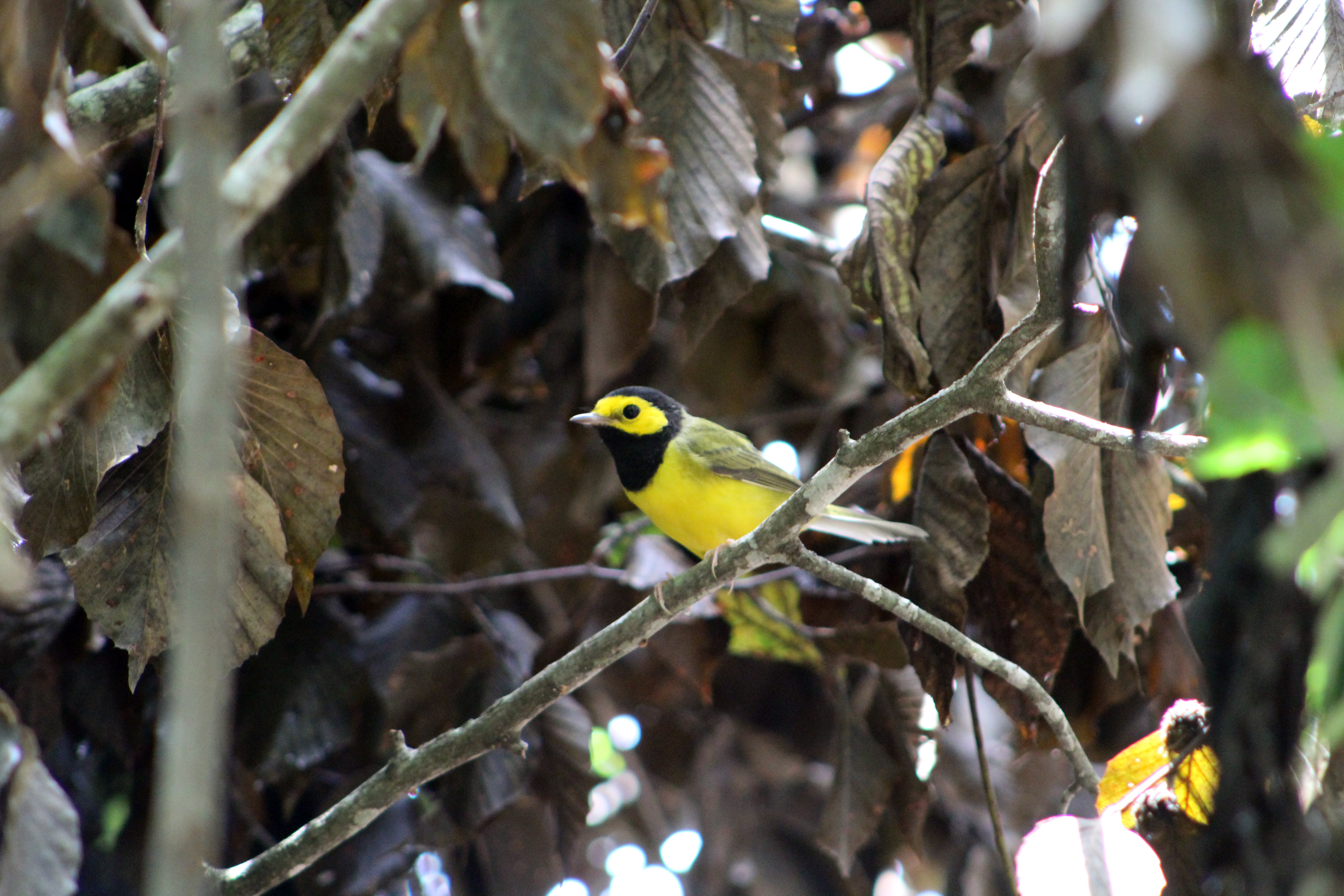 yellow and black bird in green undergrowth bushes