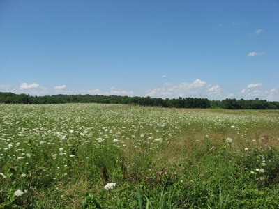 Wildflowers grow in an open field
