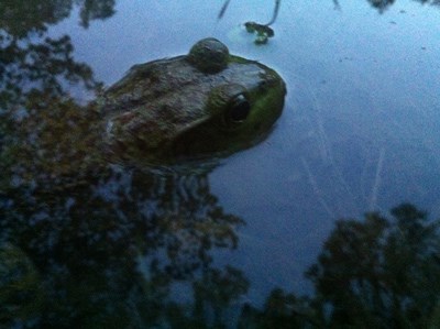 Bullfrog A partially revealed frog peeks its head above water with its eyes protruding up.