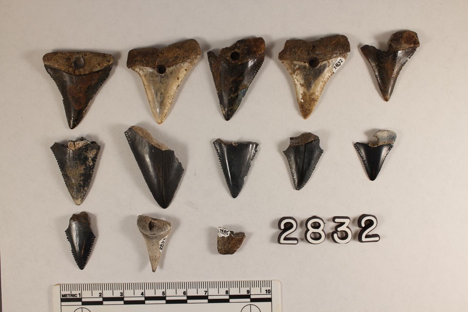 Triangular Shark Hopewell Culture Shark Teeth (U.S. National Park Service)