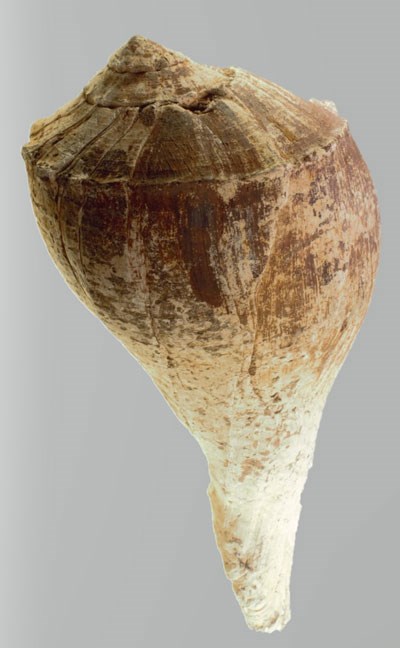 Lightning Whelk A white colored sea shell with large end at the top and tail end on bottom