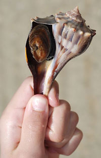 Hopewell Culture Seashells (U.S. National Park Service)